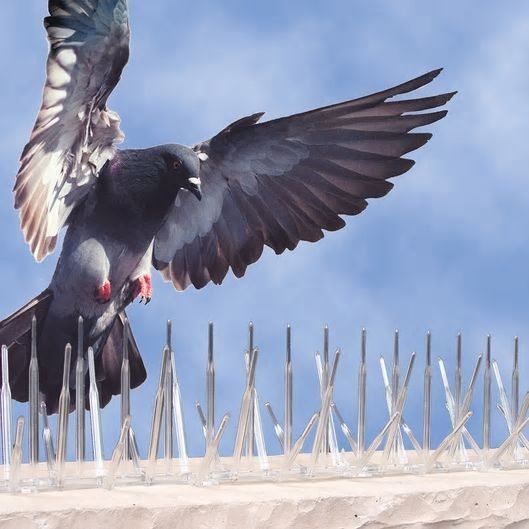 Signage Ledge, Bird Spike Retrofit — Bird Spikes project by AJD Enterprises in Nungambakkam, Chennai